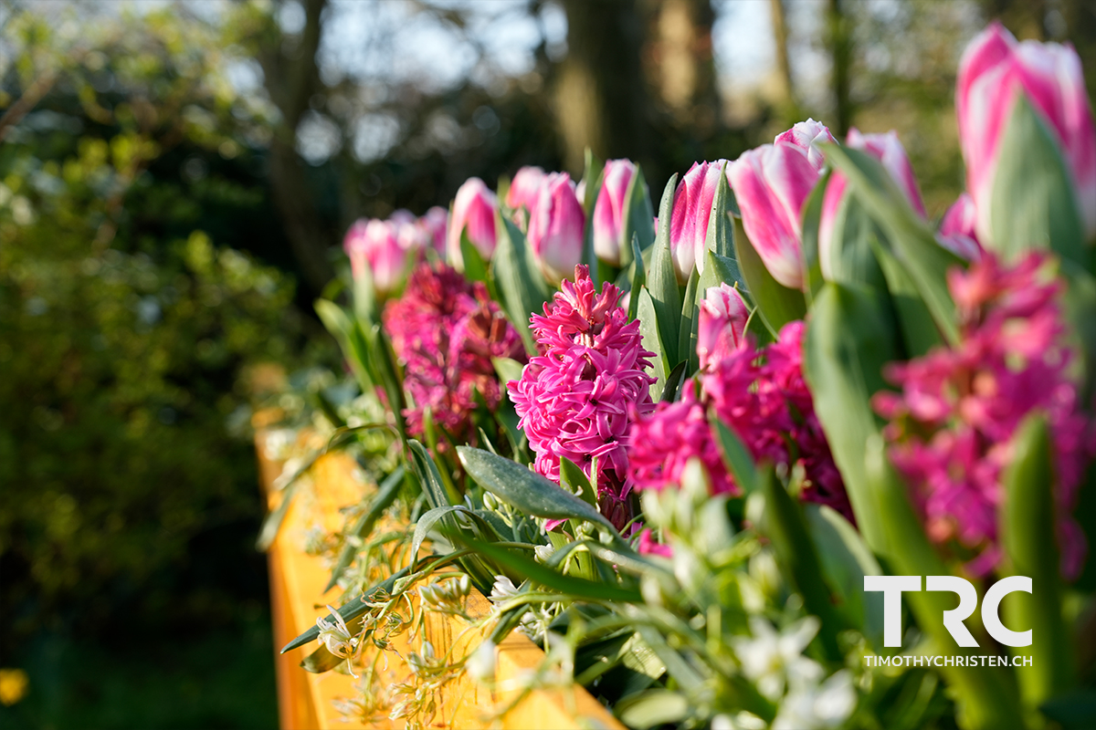 Schubkarre mit Blumen