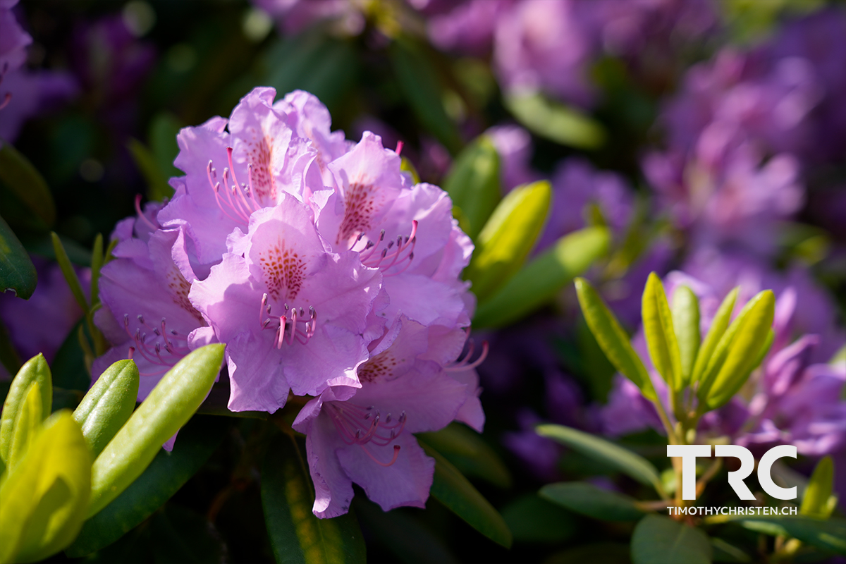 Rhododendren