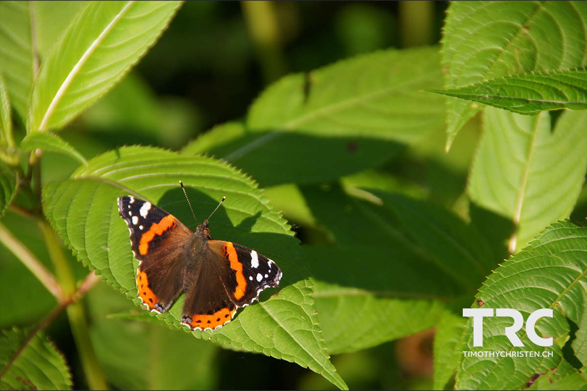 Schmetterling